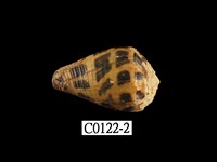 藏品(葉斑芋螺)的圖片